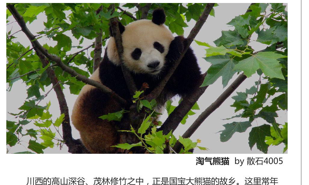 Breakfast bamboo session at the panda base.